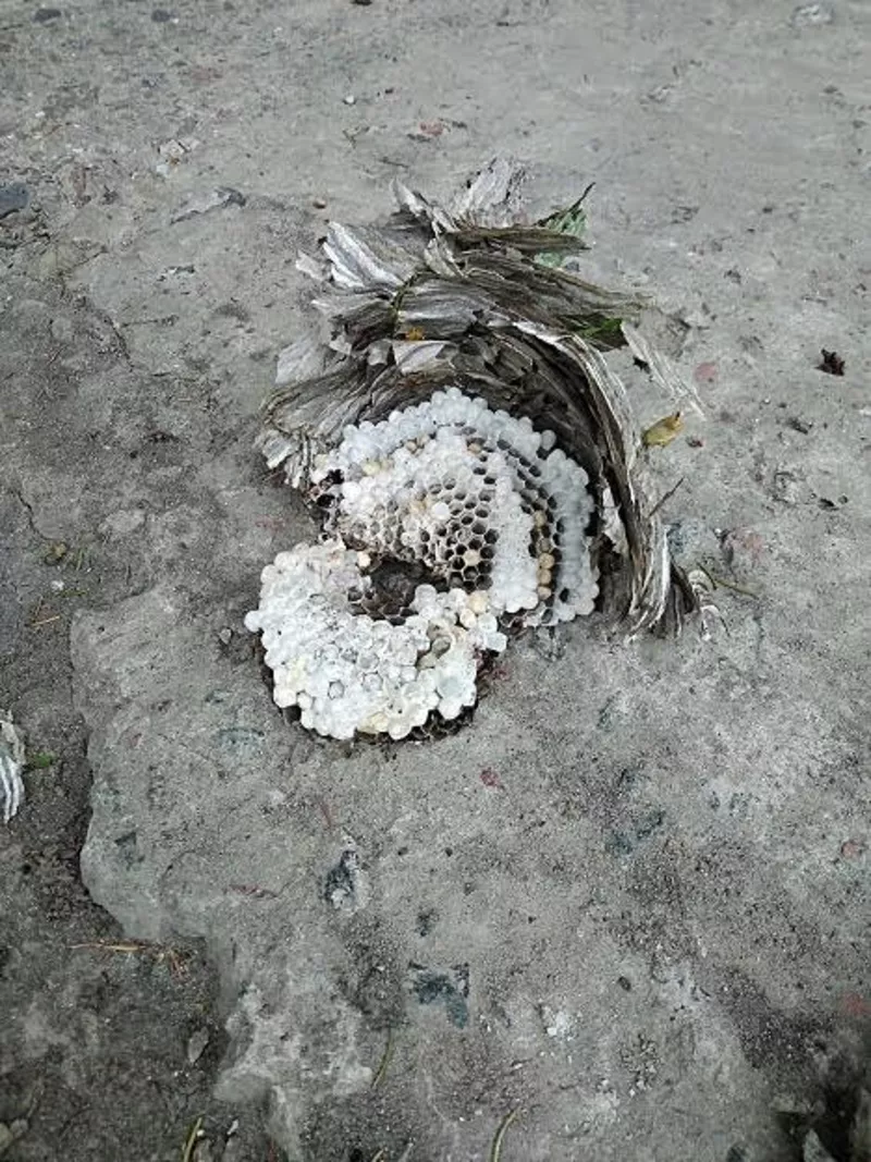 соєве знежирене борошно для підгодівлі бджіл