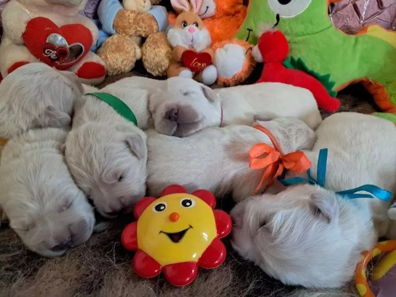 Цуценята золотистого ретрівера Ot Bahur 4