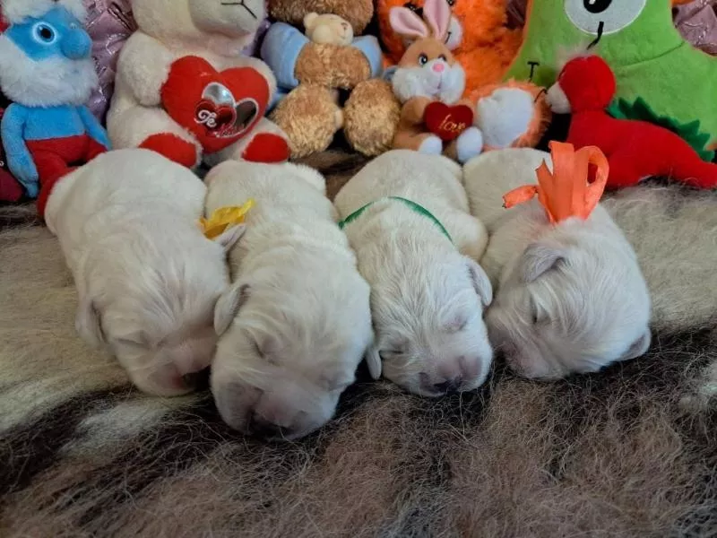 Цуценята золотистого ретрівера Ot Bahur 3