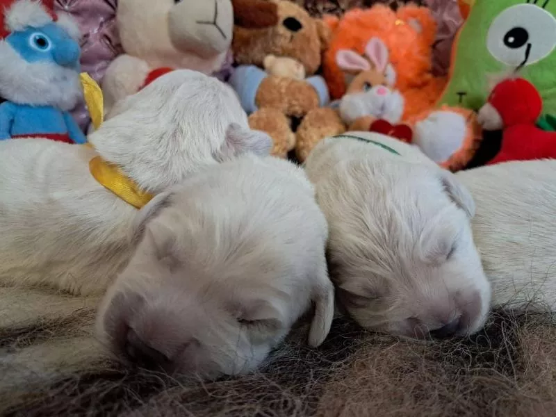 Цуценята золотистого ретрівера Ot Bahur 2