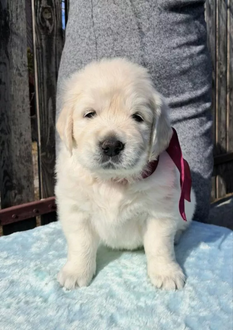 Элитные щенки золотистого ретривера – верные друзья и гордость вашей с 2