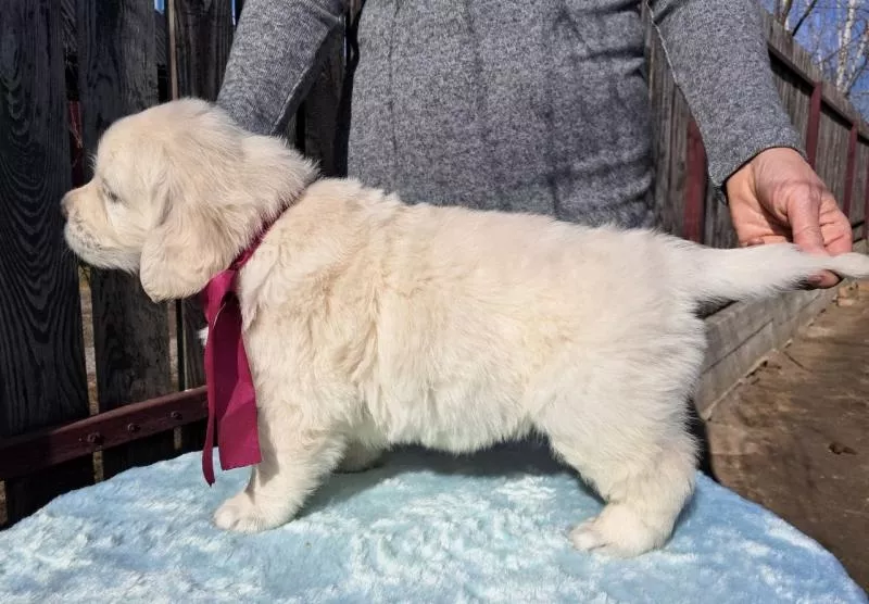 Элитные щенки золотистого ретривера – верные друзья и гордость вашей с 3