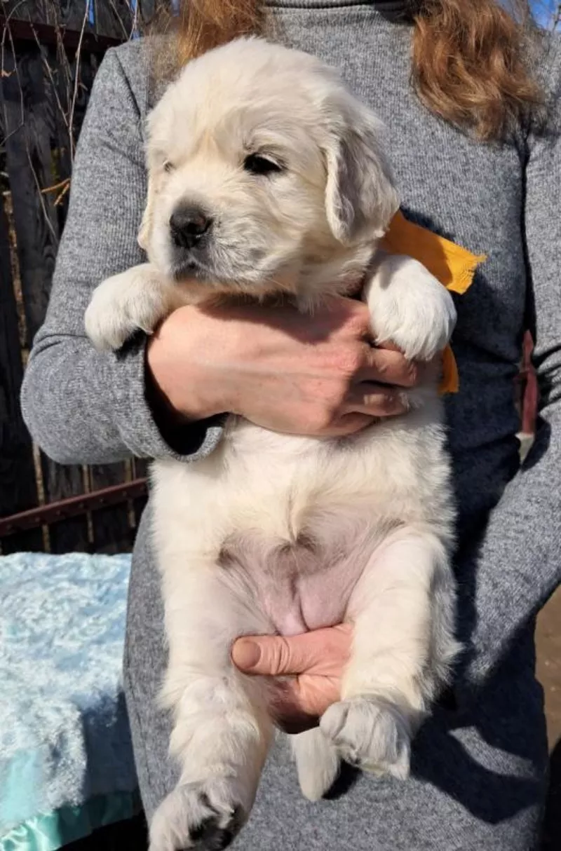 Элитные щенки золотистого ретривера – верные друзья и гордость вашей с 4