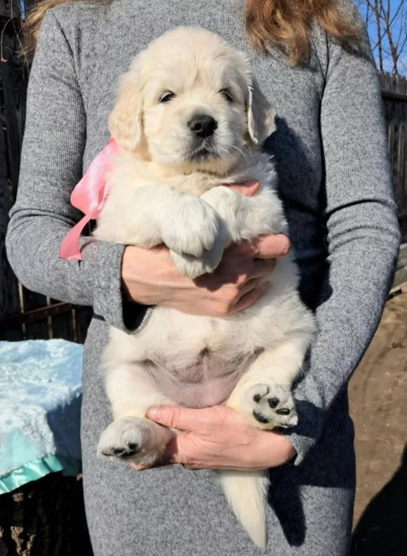 Элитные щенки золотистого ретривера – верные друзья и гордость вашей с 5