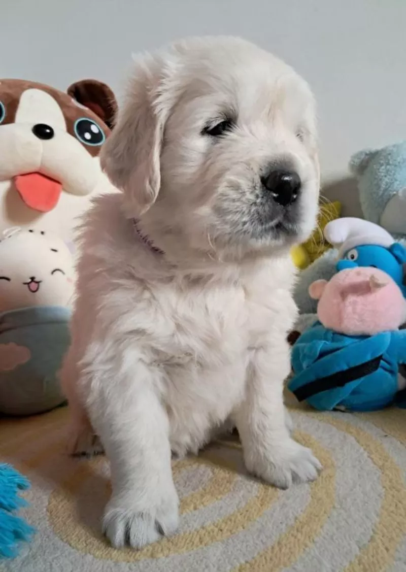 Элитные щенки золотистого ретривера – верные друзья и гордость вашей с 6