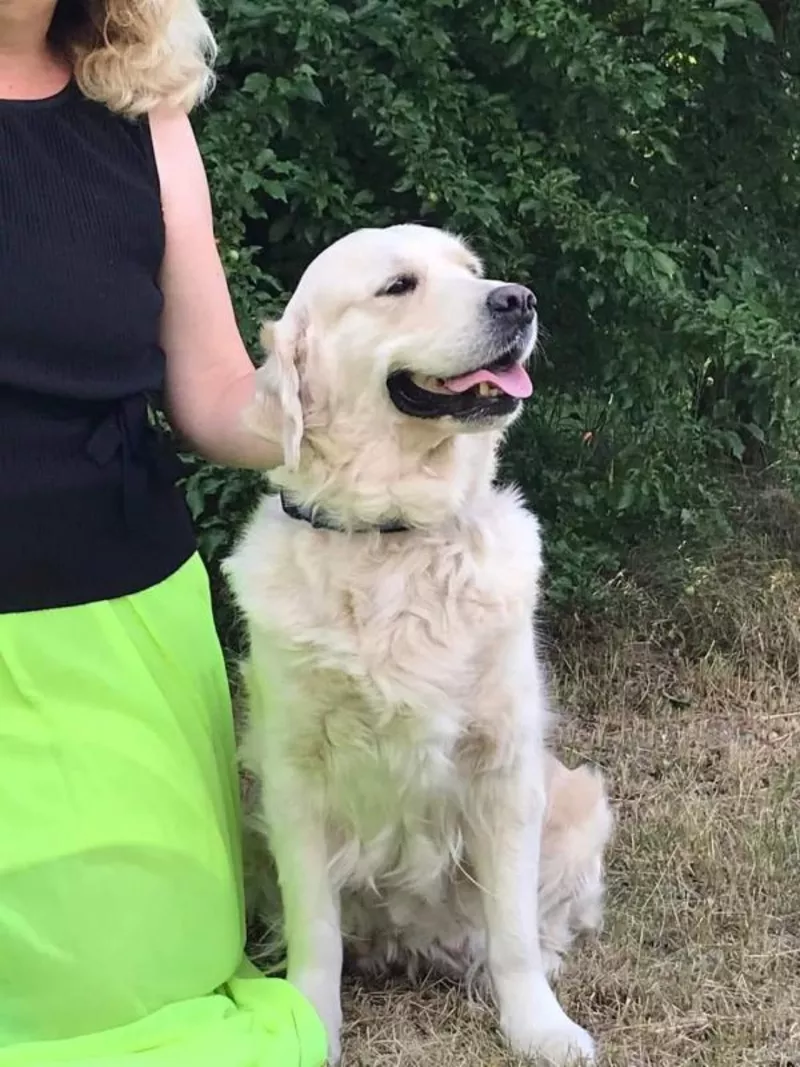 Элитные щенки золотистого ретривера – верные друзья и гордость вашей с 8