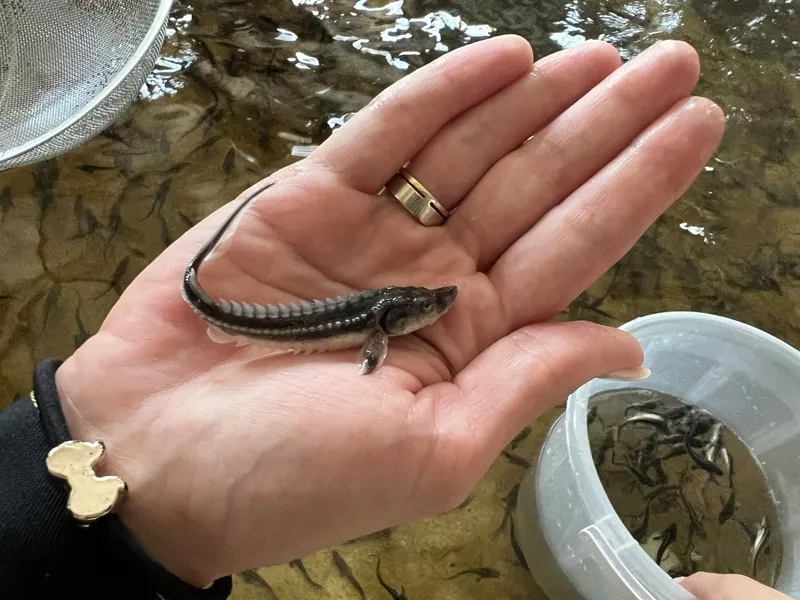 Малек руccкого осетра