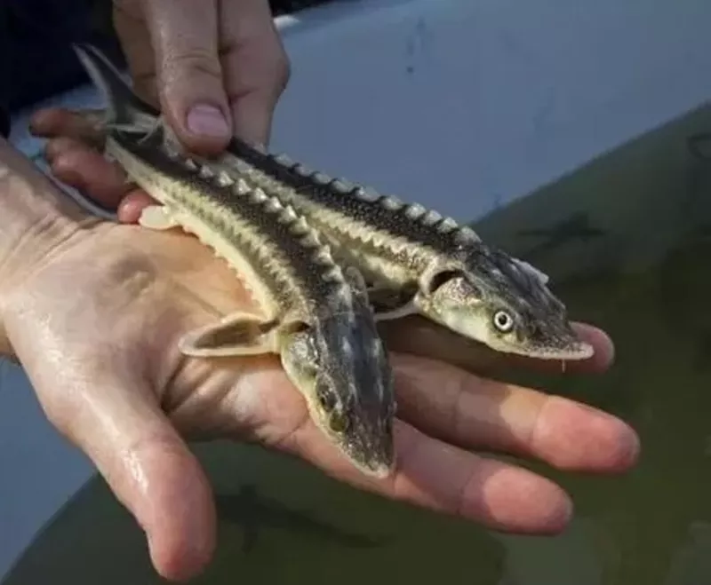 Малек русского осетра. Ирпень 