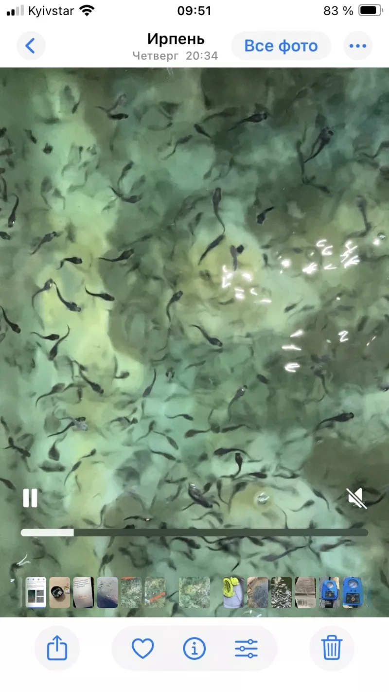 Принимаю заказ на малек осетра,  малек стерляди 2