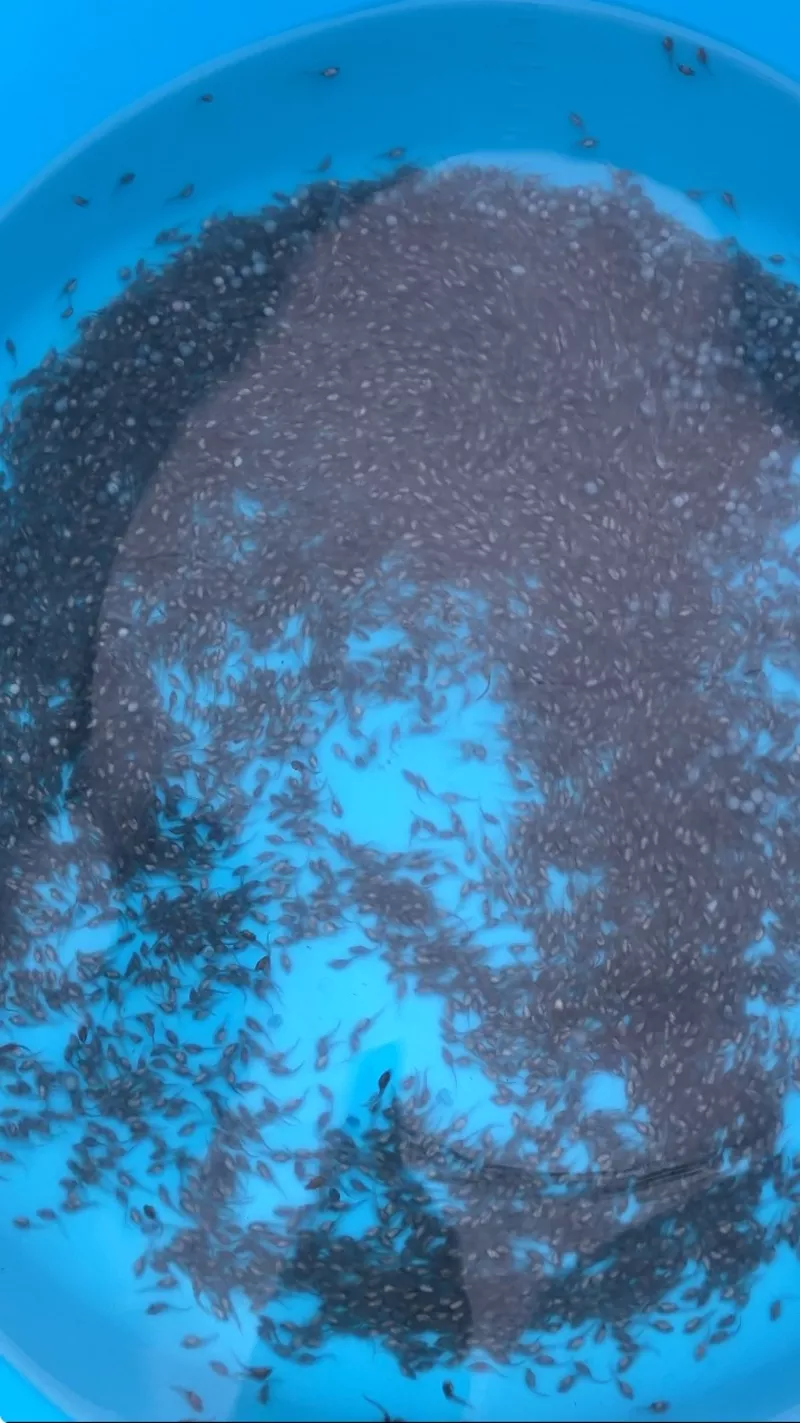 Принимаю заказ на малек осетра,  малек стерляди 3