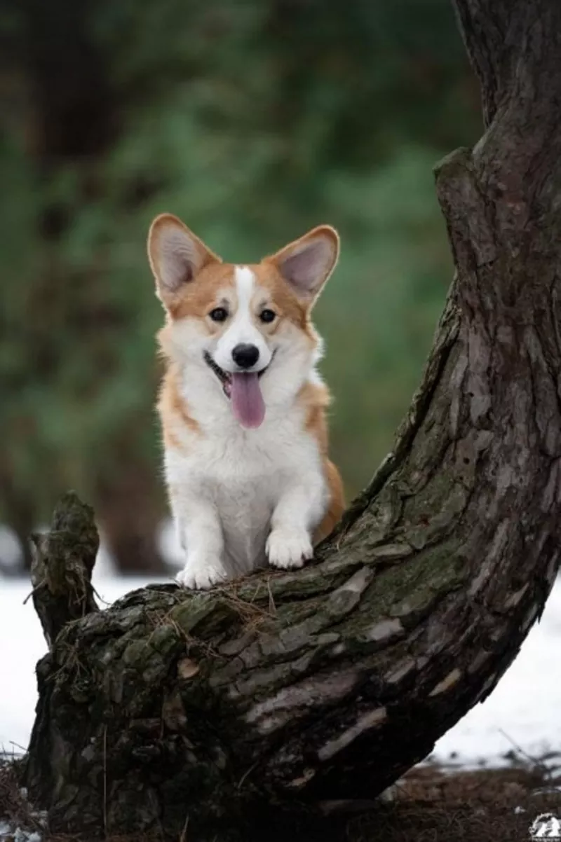 Дуже красивий хлопчик вельш коргі пемброк