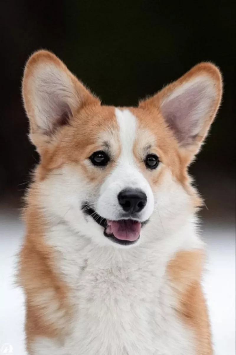 Дуже красивий хлопчик вельш коргі пемброк 2