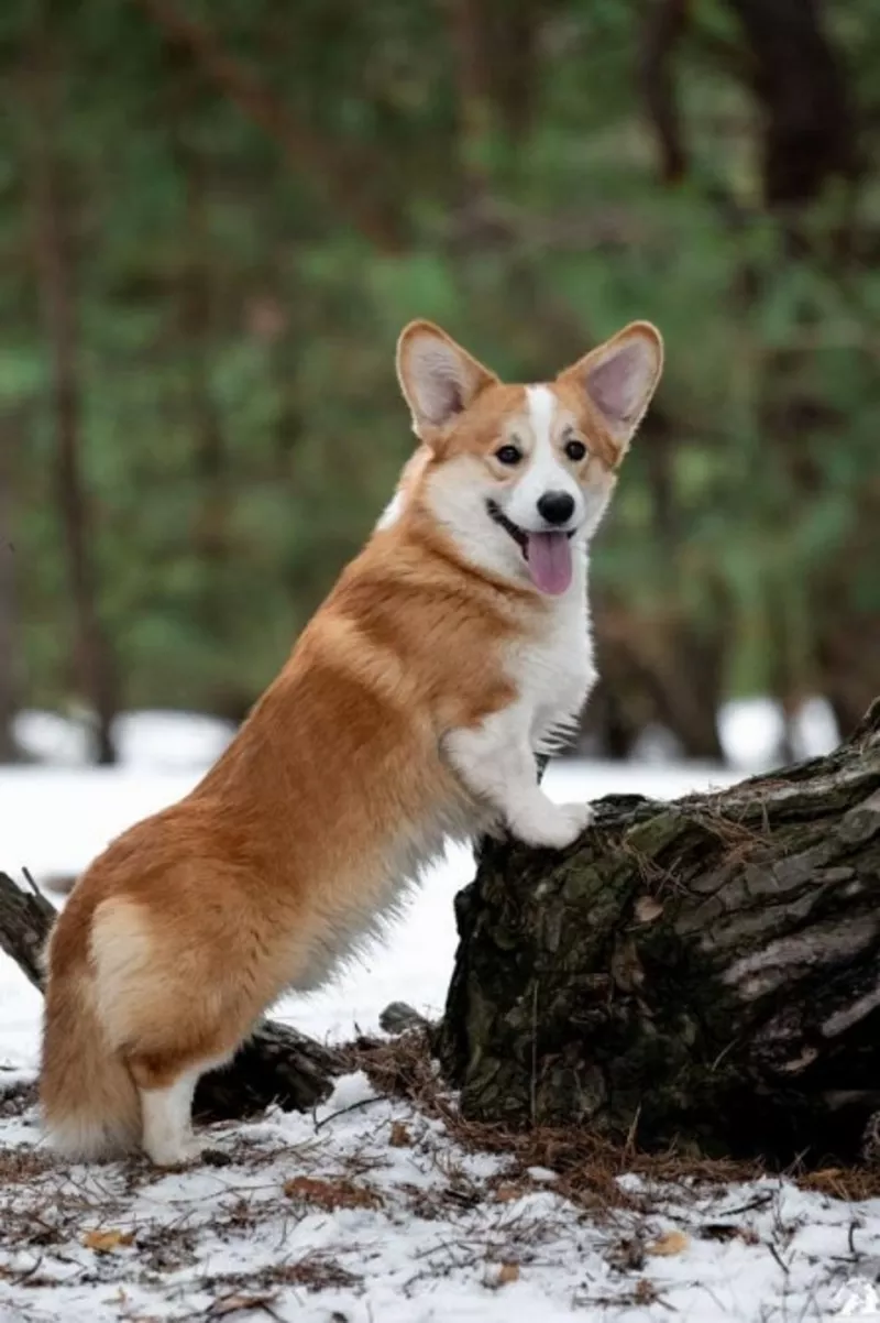 Дуже красивий хлопчик вельш коргі пемброк 3