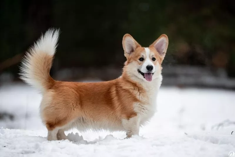 Дуже красивий хлопчик вельш коргі пемброк 4