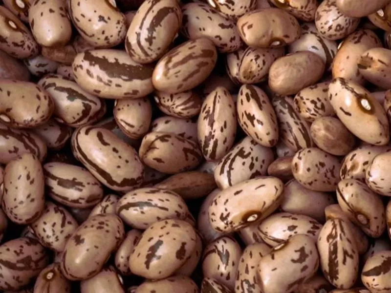 Купуйте сортову квасолю гуртом — якість, підтверджена досвід