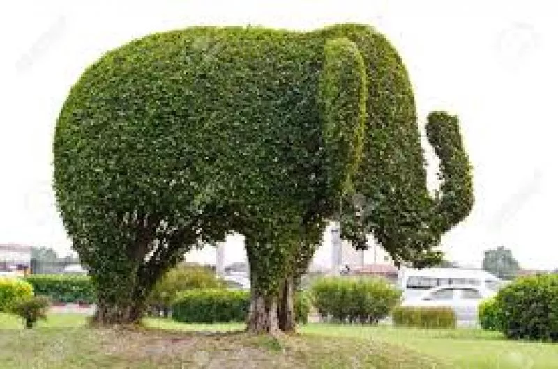 Декоративна стрижка туй — надаємо саду ідеальної форми! 2