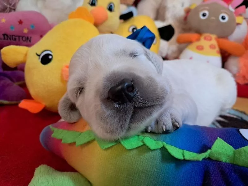 Цуценята золотистого ретрівера Ot Bahur 2