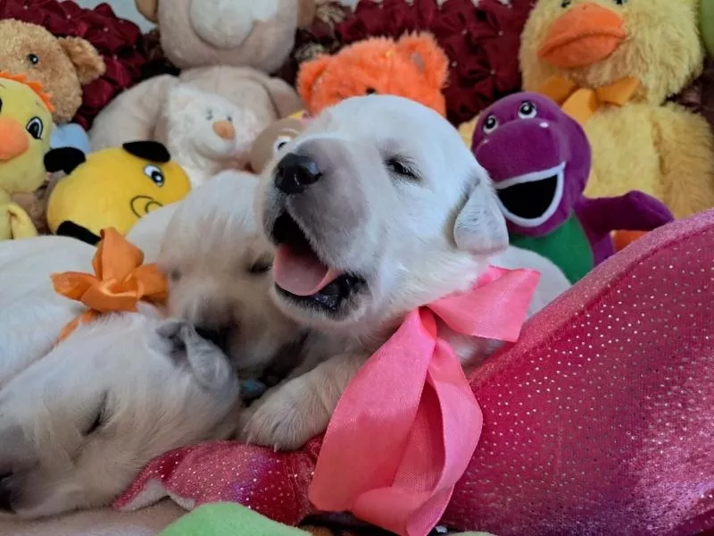 Цуценята золотистого ретрівера Ot Bahur 3