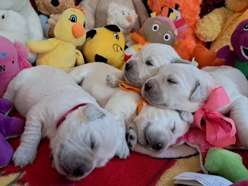 Цуценята золотистого ретрівера Ot Bahur 4