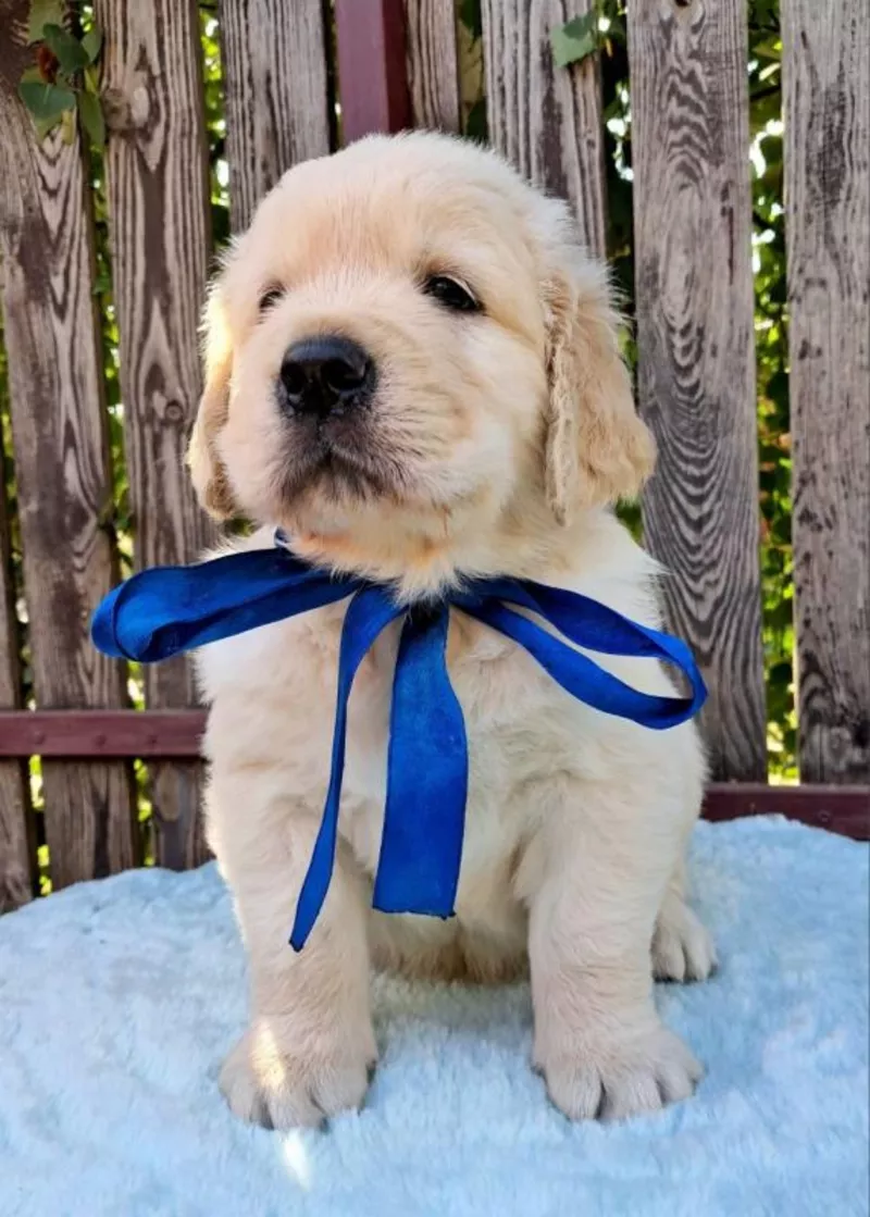 Ot Bahur цуценята золотистого ретрівера. 