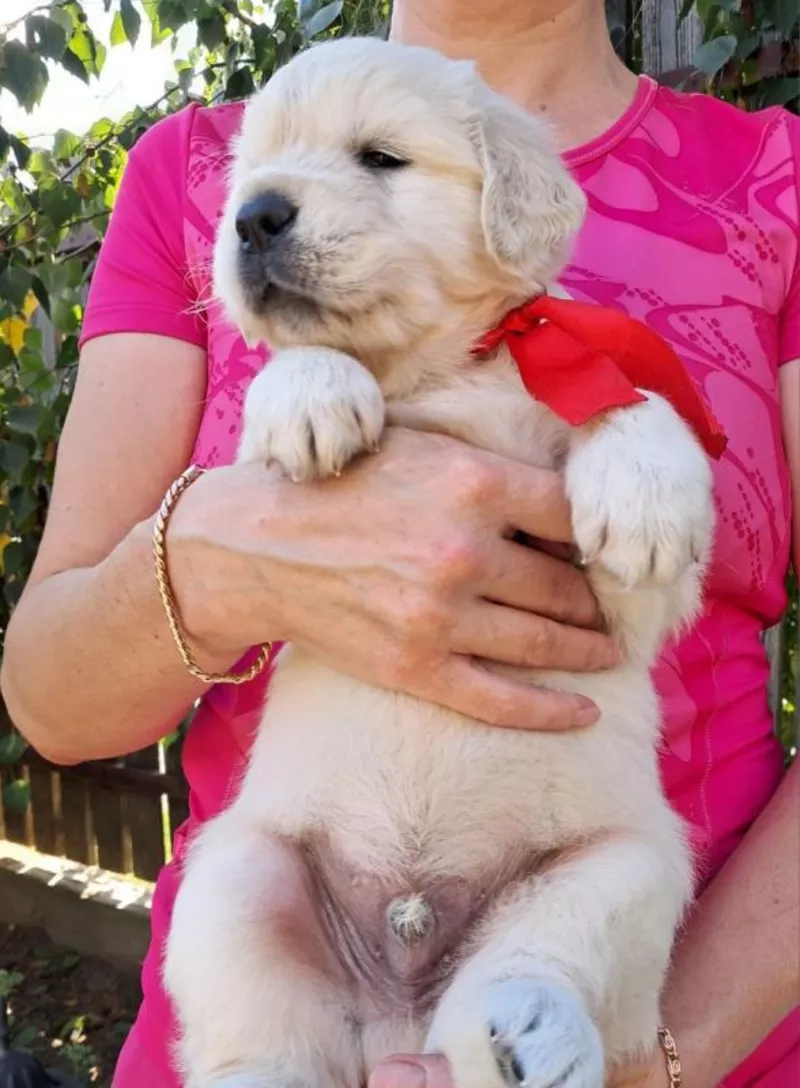 Ot Bahur цуценята золотистого ретрівера.  2