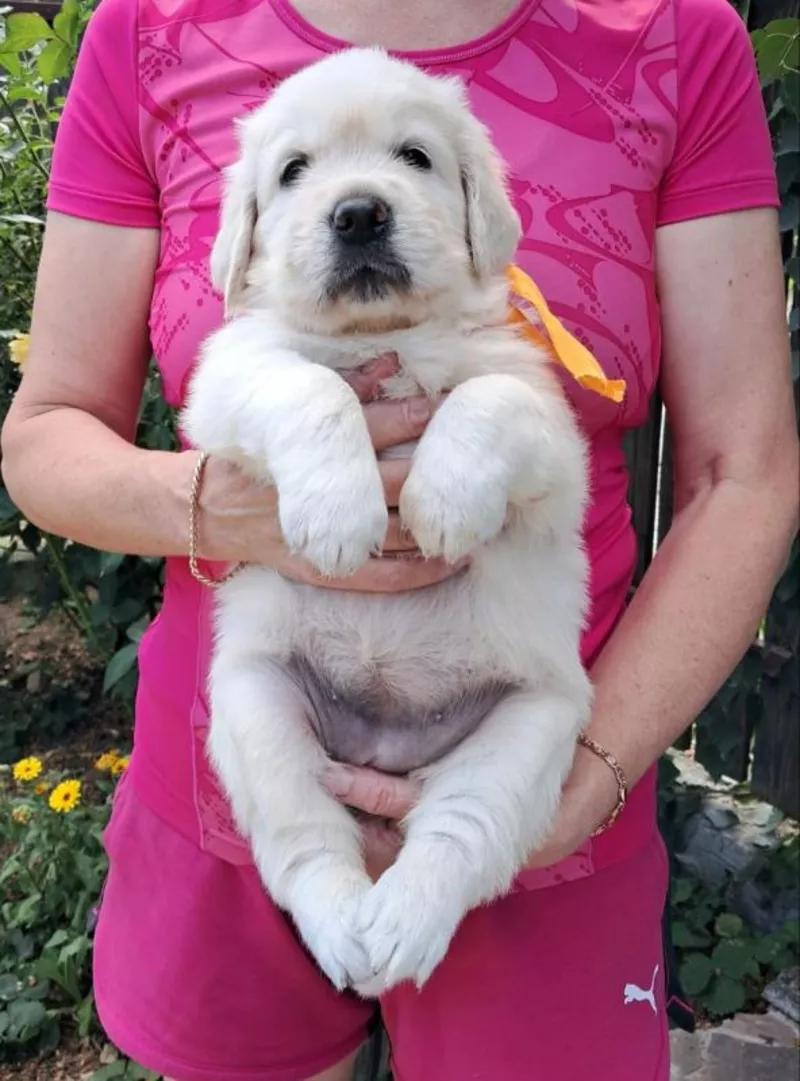 Ot Bahur цуценята золотистого ретрівера.  3