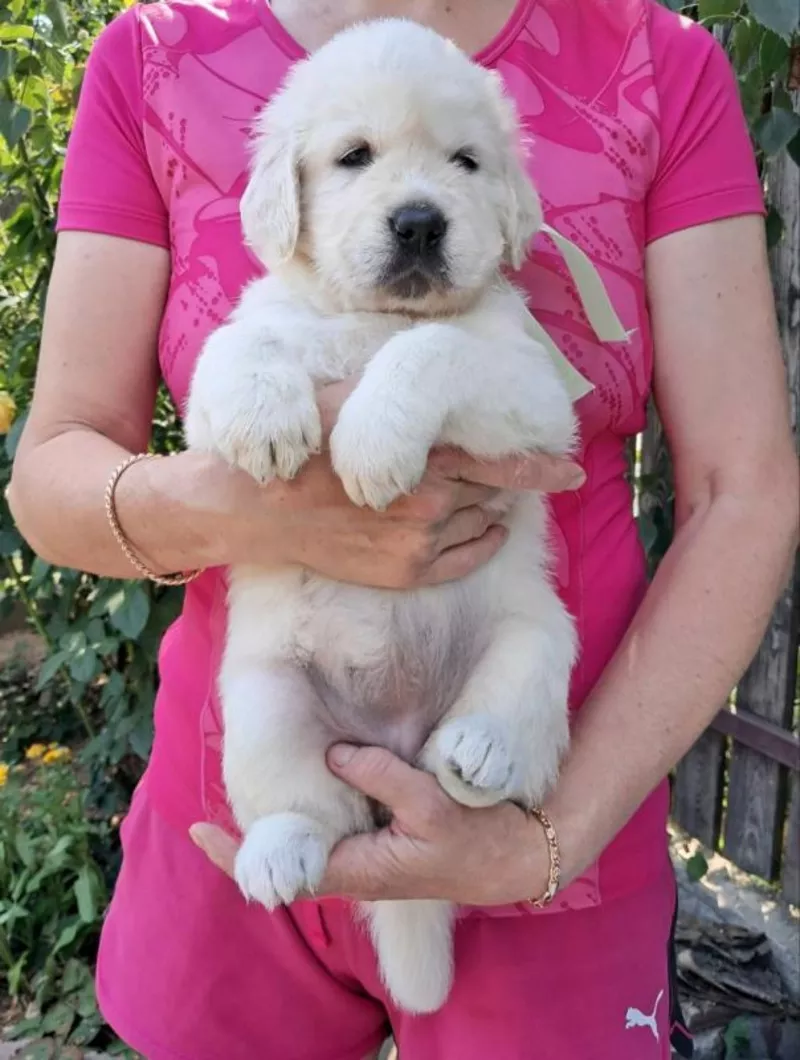 Ot Bahur цуценята золотистого ретрівера.  4