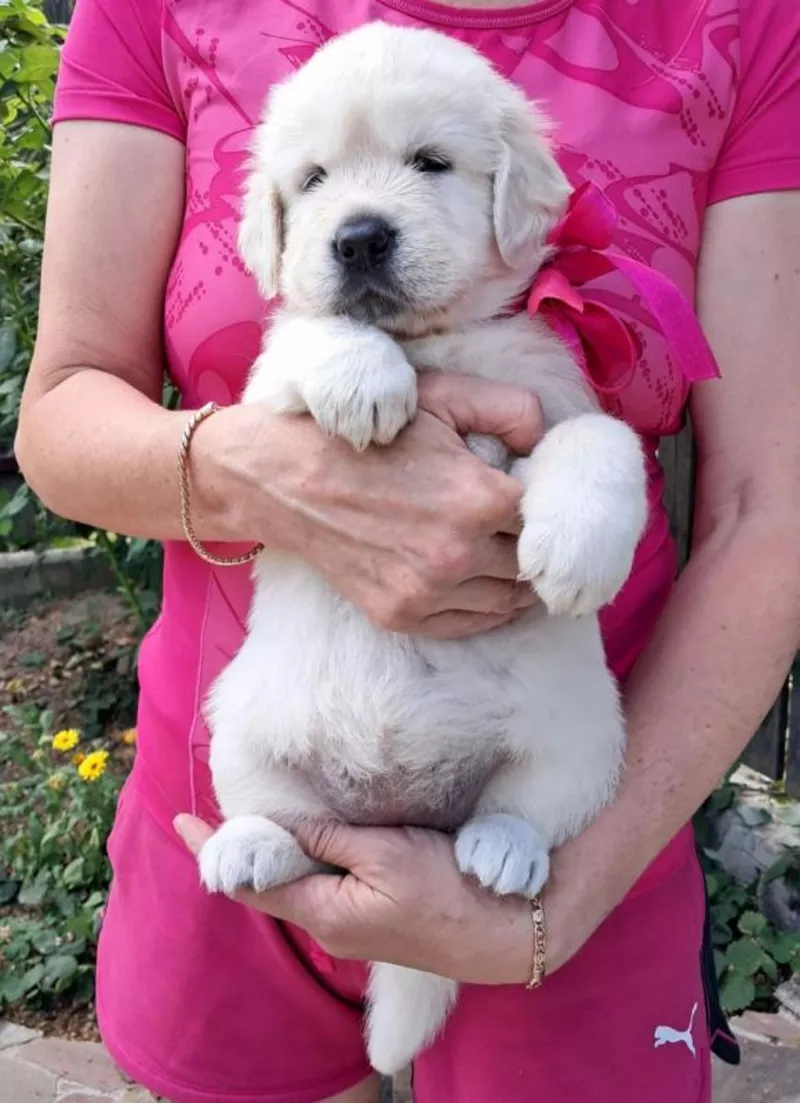 Ot Bahur цуценята золотистого ретрівера.  5