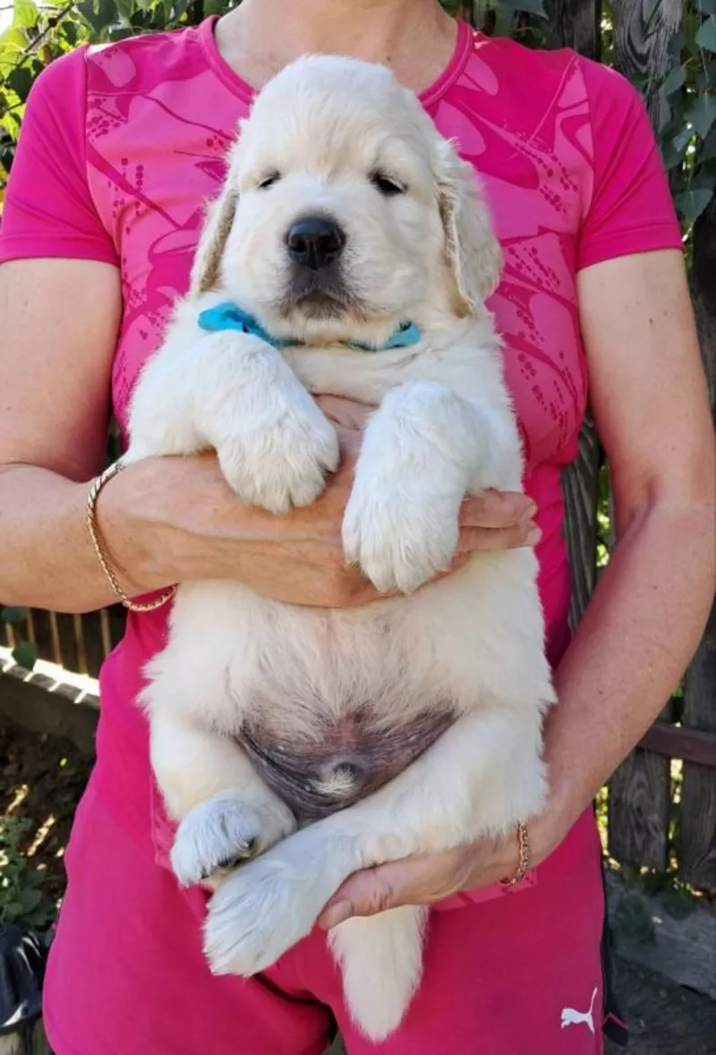 Ot Bahur цуценята золотистого ретрівера.  6