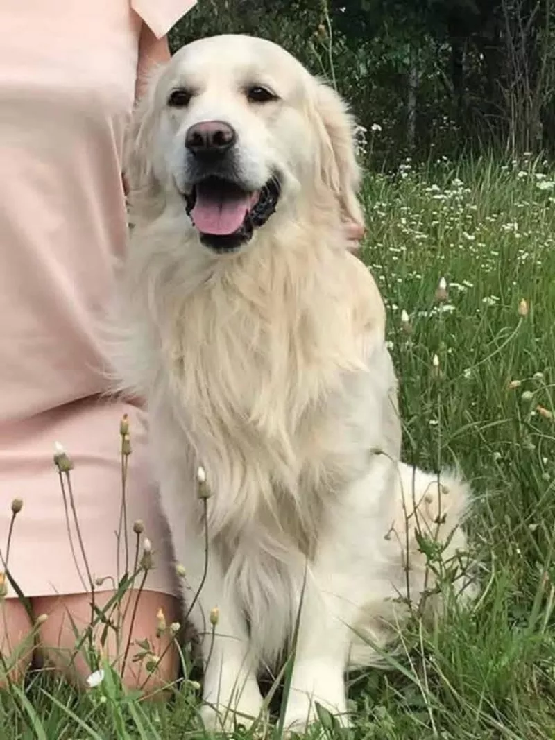 Ot Bahur цуценята золотистого ретрівера.  7