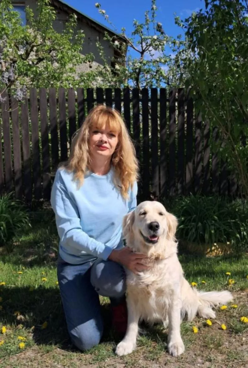 Ot Bahur цуценята золотистого ретрівера.  8