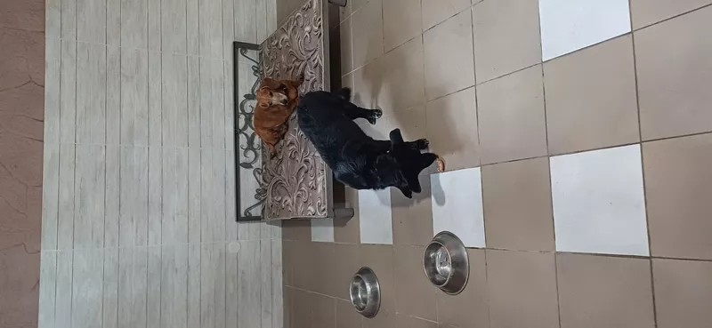 Гостиница для собак и котов в Киеве- собачий готель,  готель для котів 5