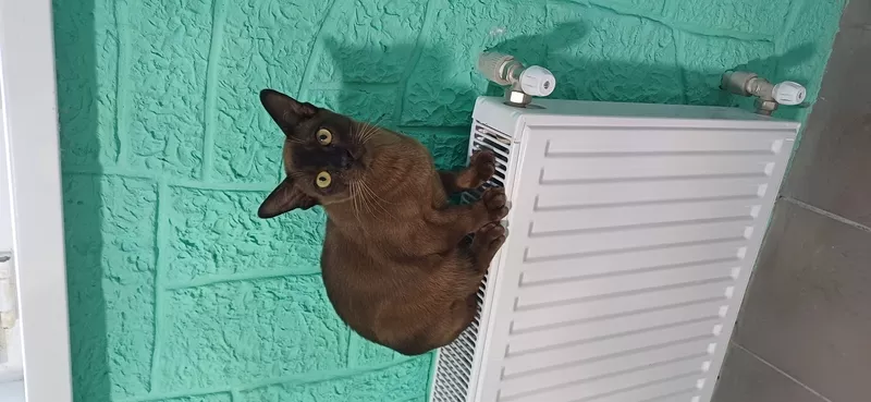 Гостиница для собак и котов в Киеве- собачий готель,  готель для котів 3