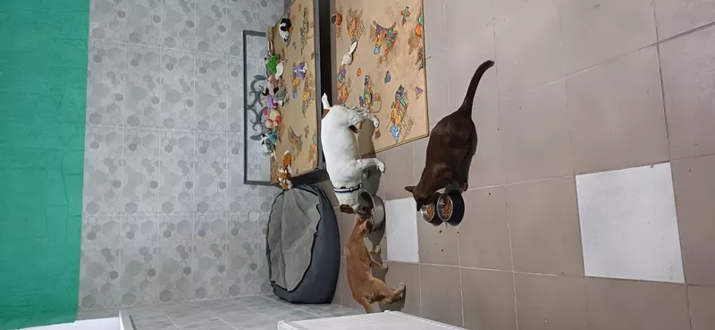 Гостиница для собак и котов в Киеве- собачий готель,  готель для котів