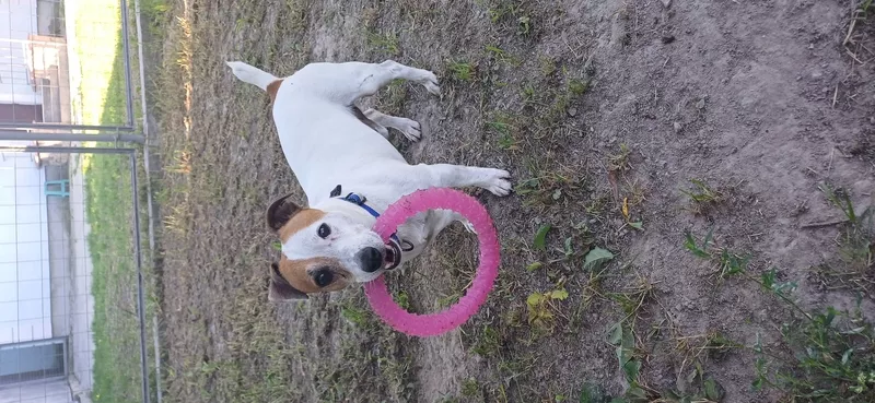 Гостиница для собак и котов в Киеве- собачий готель,  готель для котів 4