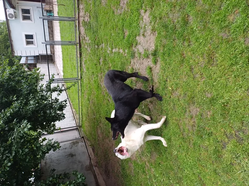 Гостиница для собак и котов в Киеве- собачий готель,  готель для котів 2