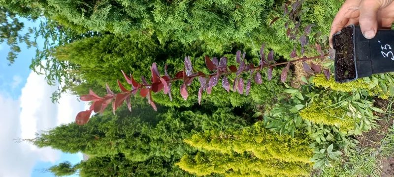 Вкорінені живці гортензій, барбарисів, хвойних та Р9 2