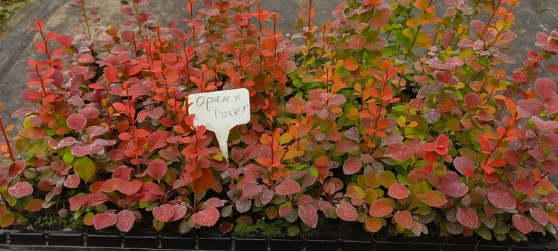 Вкорінені живці гортензій, барбарисів, хвойних та Р9