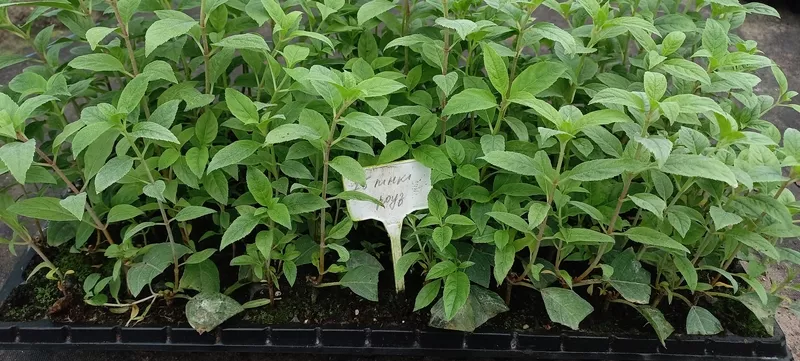 Вкорінені живці гортензій, барбарисів, хвойних та Р9 4