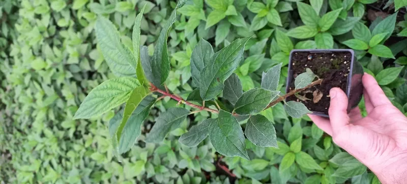 Вкорінені живці гортензій, барбарисів, хвойних та Р9 3