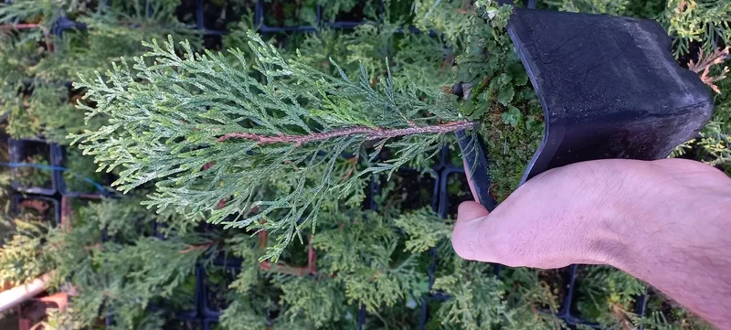 Вкорінені живці гортензій, барбарисів, хвойних та Р9 5