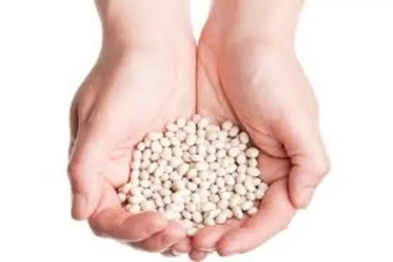 Насіння квасолі. Форвардні контракти. Гарантований викуп врожаю