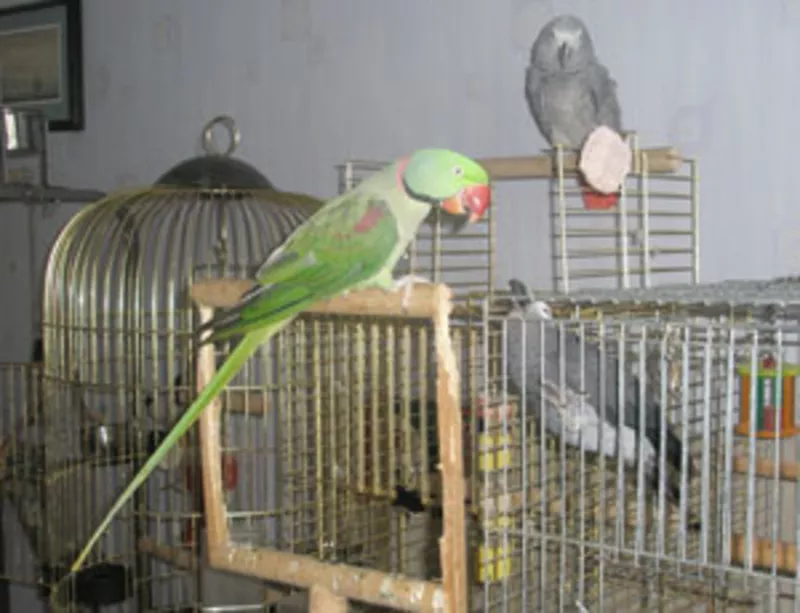 Клетки и вольеры для попугаев