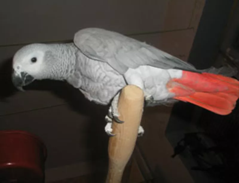 Крупные и средние попугаи (Жако,  ара,  какаду)