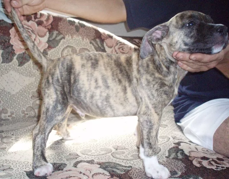 Оооочень престижые щенки американского стаффордширского терьера 2