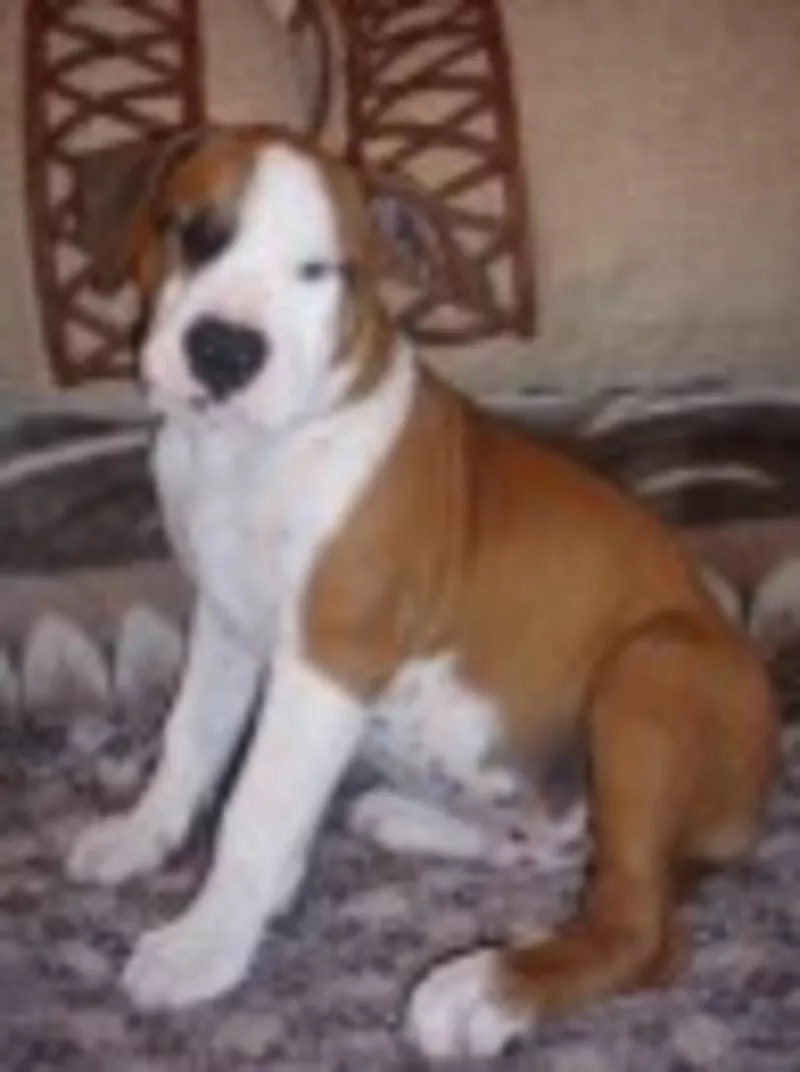 Оооочень престижые щенки американского стаффордширского терьера 3