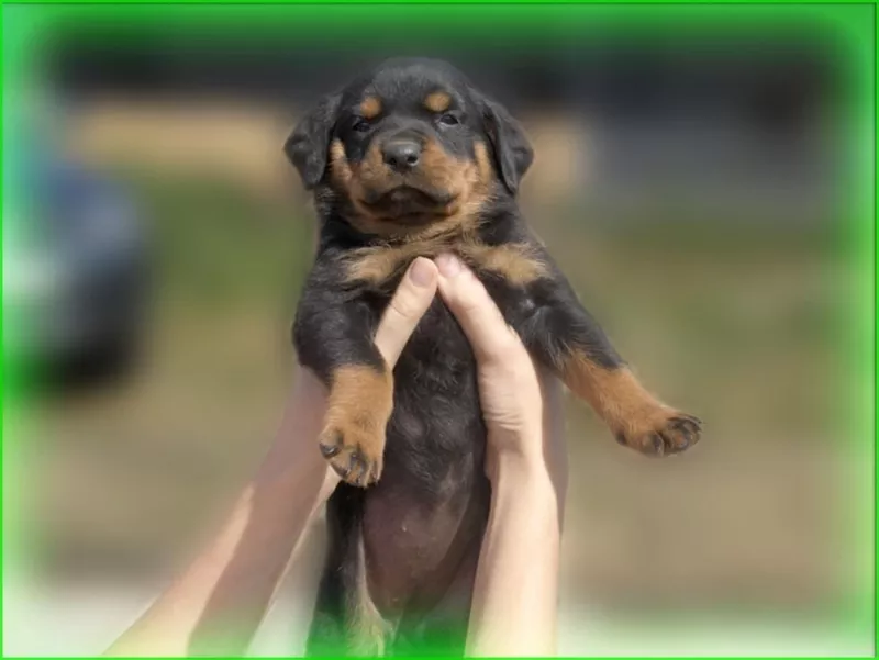 Крепкие и энергичные щенки ротвейлера