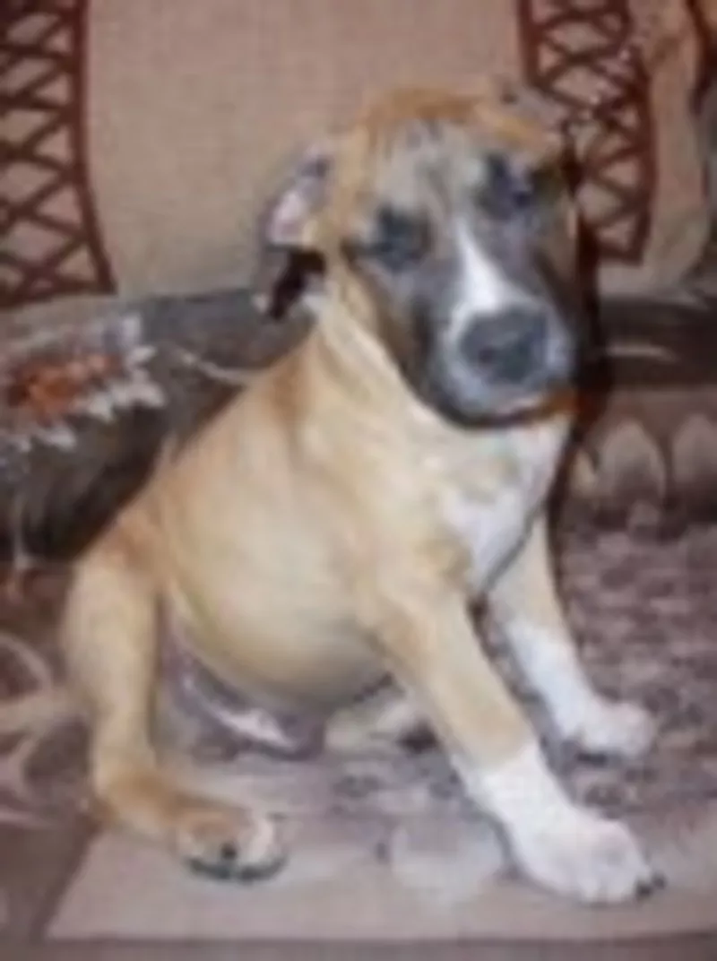 Оооочень престижые щенки американского стаффордширского терьера