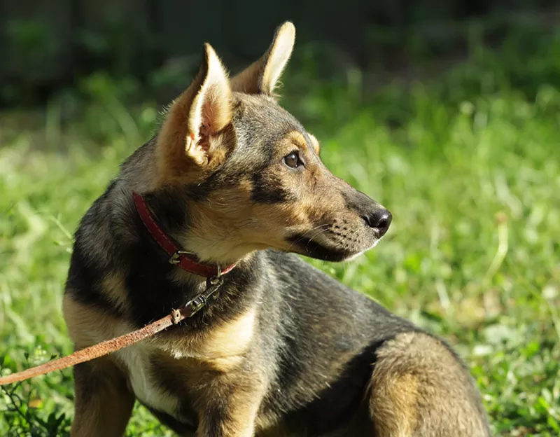 Щенок-девочка!Мини овчаренок,  3 месяца 3