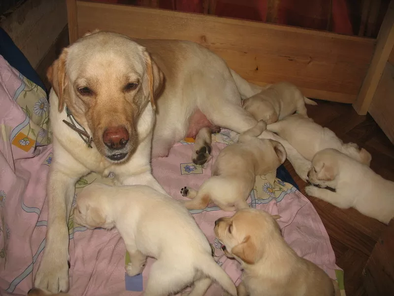 Клубные щенки лабрадора с прекрасным выставочным потенциалом!